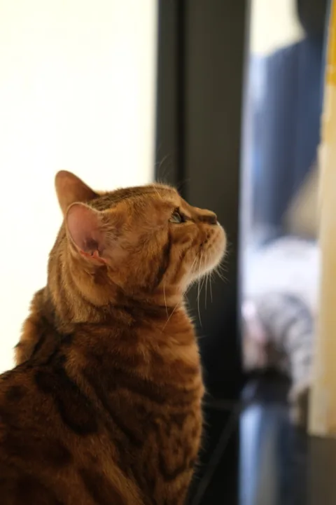 An orange cat looking toward the light in Japan